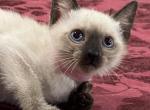 Pink girl - Siamese Kitten For Sale - 