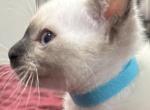Blue Boy - Siamese Kitten For Sale - Weston&comma; FL&comma; US
