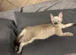 Gray and patches - Domestic Kitten For Adoption - Naples&comma; FL&comma; US