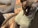 Salem and Vader - Sphynx Cat For Adoption - Cantonment&comma; FL&comma; US
