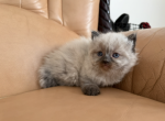 Dasy - Himalayan Kitten For Sale - 
