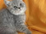Moonlight - British Shorthair Kitten For Sale - Aliso Viejo&comma; CA&comma; US