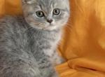 Moonlight - British Shorthair Kitten For Sale - Aliso Viejo&comma; CA&comma; US