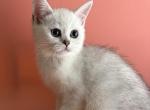 Snow ball - British Shorthair Kitten For Sale - Aliso Viejo&comma; CA&comma; US