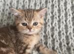 Monroe - British Shorthair Kitten For Sale - Aliso Viejo&comma; CA&comma; US