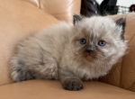 Rose - Himalayan Kitten For Sale - 