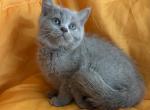 Marilyn - British Shorthair Kitten For Sale - Aliso Viejo&comma; CA&comma; US