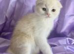 Odysseus - Scottish Fold Kitten For Sale - Aliso Viejo&comma; CA&comma; US