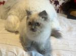 Vasly - Himalayan Kitten For Sale - 