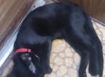 Midnight - Domestic Kitten For Adoption - Dinuba&comma; CA&comma; US