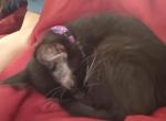 Mrs Pearl - Domestic Kitten For Sale - 