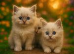 TICA Registered Ragdoll Kittens - Ragdoll Kitten For Sale - PA&comma; US