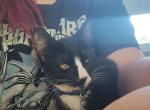Scarlett - Domestic Kitten For Sale - 