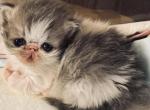 Lizzy boo boo - Persian Kitten For Sale - Joplin&comma; MO&comma; US