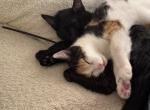 Prada and Muffin - Domestic Kitten For Adoption - Rancho Palos Verdes&comma; CA&comma; US