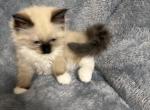 Kloe - Ragdoll Kitten For Sale - CA&comma; US