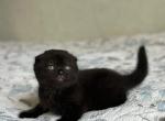 Nelson - Scottish Fold Kitten For Sale - Los Angeles&comma; CA&comma; US