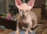 Male Sphynx Kitten - Sphynx Kitten For Sale - Taylor&comma; MI&comma; US