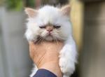 Flame - Exotic Kitten For Sale - Conroe&comma; TX&comma; US