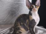 Arianna Vera - Cornish Rex Kitten For Sale - Traverse City&comma; MI&comma; US