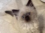 Seal point - Persian Kitten For Sale - Conyers&comma; GA&comma; US