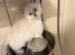 Blue point - Persian Kitten For Sale - Conyers&comma; GA&comma; US