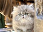 Harbor - Persian Kitten For Sale - Pensacola&comma; FL&comma; US