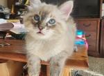 Peeta - Ragdoll Kitten For Sale - Nampa&comma; ID&comma; US