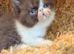 Buttercup Luna - Exotic Kitten For Sale - TN&comma; US