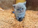 Mr Steele - Exotic Kitten For Sale - TN&comma; US