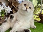 Selestie - Scottish Fold Cat For Sale - Vancouver&comma; WA&comma; US