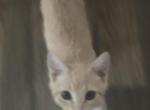 Calico and Oriental - British Shorthair Kitten For Sale - Lancaster&comma; TX&comma; US