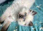 Hana - Ragdoll Kitten For Sale - 