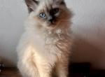 Jet Blue point - Siberian Kitten For Sale - 