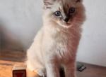 Pickles Blue Tabby Point - Siberian Kitten For Sale - 