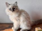 Moon Blue Tabby Point - Siberian Kitten For Sale - Virginia Beach&comma; VA&comma; US