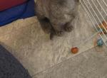 Blue - Devon Rex Kitten For Sale - 
