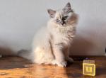 Misty Blue Tabby Point - Siberian Kitten For Sale - 