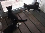 Shiloh and Moose and Mickey - Domestic Kitten For Adoption - OH&comma; US