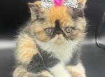 Purr babies - Persian Kitten For Sale - Arlington Heights&comma; IL&comma; US