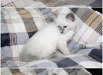 Balinese - Balinese Kitten For Sale - Barnett&comma; MO&comma; US