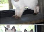 Junior - Siamese Kitten For Sale - Barnett&comma; MO&comma; US