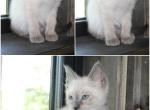 Precious - Siamese Kitten For Sale - Barnett&comma; MO&comma; US