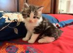 Oreo - Maine Coon Kitten For Sale - Elmhurst&comma; NY&comma; US