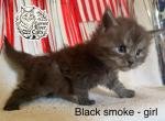 Fiona Dream Works Litter - Maine Coon Kitten For Sale - Doniphan&comma; MO&comma; US