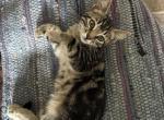 Poly Molasses of Dasha - Polydactyl Kitten For Sale - WI&comma; US
