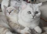 Rue - Ragdoll Kitten For Sale - New York&comma; NY&comma; US