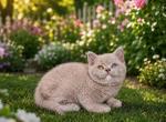 British Fawn Female Kitten with odd eyes - British Shorthair Kitten For Sale - Tacoma&comma; WA&comma; US