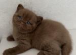British Cinnamon Female Kitten - British Shorthair Kitten For Sale - Tacoma&comma; WA&comma; US