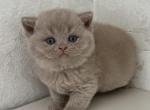 Fawn British kitten - British Shorthair Kitten For Sale - Tacoma&comma; WA&comma; US